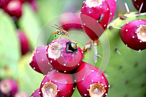 Bugs on a Cactus