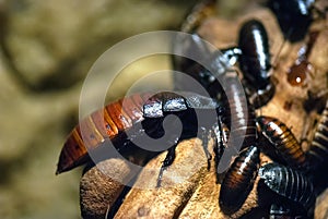 Bugs, cockroaches (close up view)