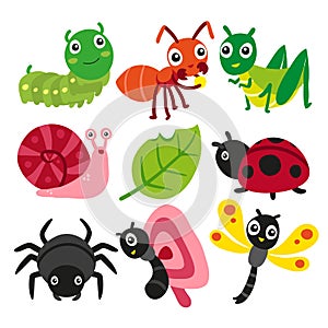 Bugs collection, insect vector design