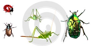 Bugs collection isolated on white