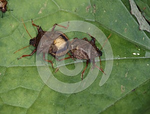 Bugs in copulation on leaf