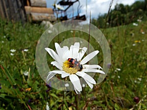 Bugs on daisywheel