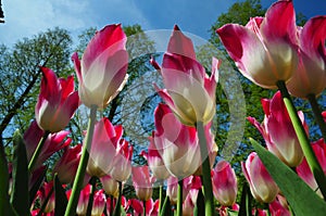 Bugs eye view of Pink and white Tulips in keukenhof Garden with blue sky contrast.