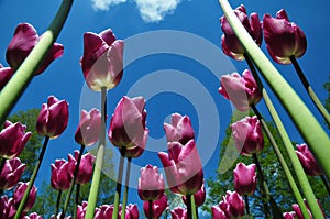 Bugs eye view of Tulips in keukenhof Garden with blue sky contrast.