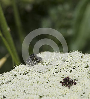 Bugs on a flower, Pair of Common Green Shield Bugs mating macro shot.Macro shot of 2 bugs mating surrounded by crawling grass.