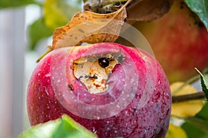 Bugs infested apple photo