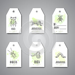 Bugs insects hand drawn tag Pest control concept. Entomology cards. Cartoon illustration of pests and bug. Vector