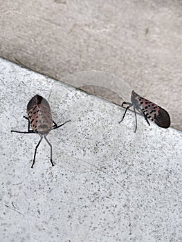 Bugs, Insects, Invasive Species, Spotted Lanternfly, Pennsylvania, USA