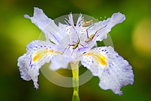 Bugs on Iris