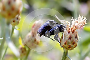 Bugs mating