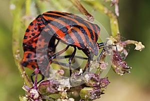 Bugs mating