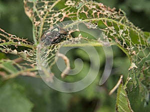 Bugs mating on shredded leaf