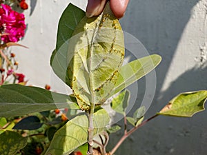 Bugs, parasites, small insect in green leaves plant, infected leaf, pesticides, damaged crop photography, natural background