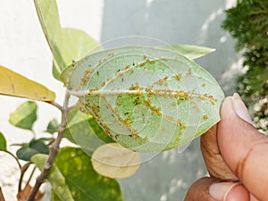 Bugs, parasites, small insect in green leaves plant, infected leaf, pesticides, damaged crop photography, natural background