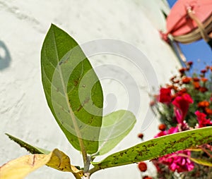 Bugs, parasites, small insect in green leaves plant, infected leaf, pesticides, damaged crop photography, natural background