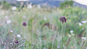 Bugs red on field purple flower