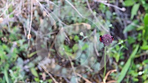 Bugs red on field purple wild garlic