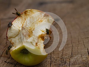 Bugs on rotting apple core with copy space
