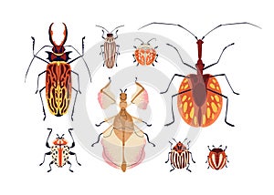 Bugs set. Insects species. Colorado, sabertooth longhorn and ground beetles. Summer nature winged fauna with spots