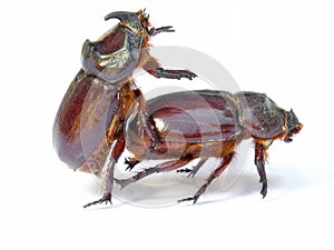 Bugs sex photo