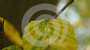 Bugs soldiers on a leaves in the park. selective focus