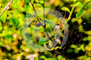 Bugs Spiders insect arthropoda photo