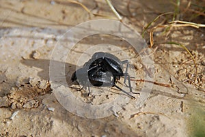 Bugs... spring... love