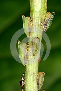 Bugs on a stalk
