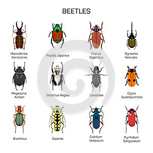 Bugs vector set in flat style design. Different kind of beetles insect species icons collection.