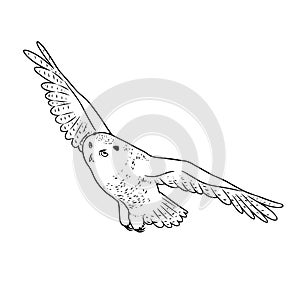 Vector drawing of an owl in black and white photo