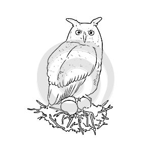 Vector drawing of an owl in black and white photo