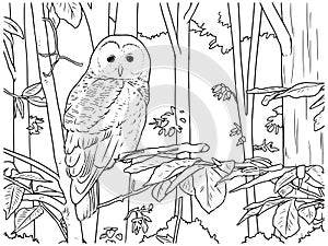 Vector drawing of an owl in black and white photo