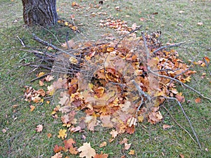 Build branch-leaf-pile for hedgehog to hibernate