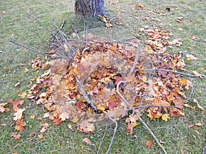 Build branch-leaf-pile for hedgehog to hibernate