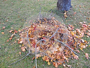 Build branch-leaf-pile for hedgehog to hibernate