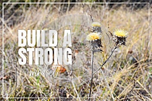 Build a strong mindset. Carline thistle Carlina vulgaris from above photo