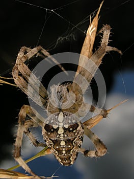 Building a bug-trap photo