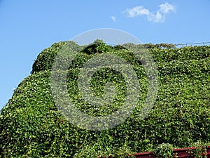 Building coveres with green vegetation in summer