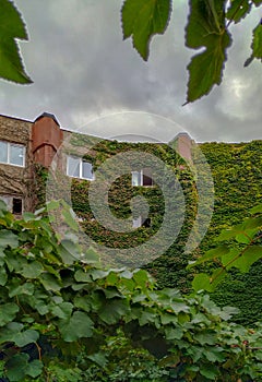 The building is decorated with green plants photo