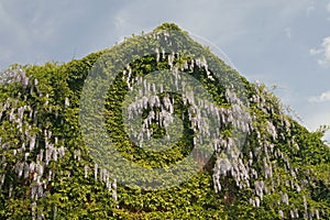 Building detail with Wisteria (climbing plant)