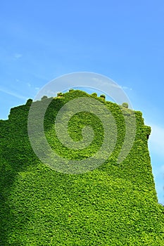 Building facade completely covered by ivy plant leaves