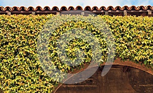 Building Facade Covered in Climbing Vegetation