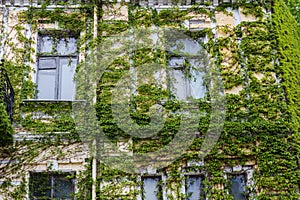 Building facade with windows overgrown with ivy with spring leaves