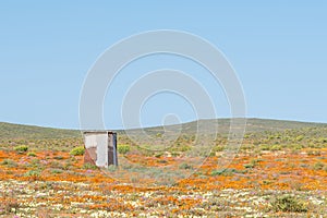 Building in a field of wild flowers at Stofkraal