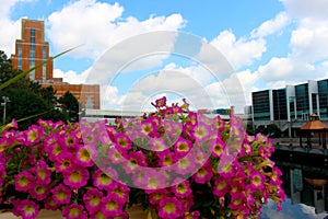 Building with Flowers