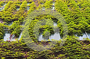 Building with green ivy covered wall