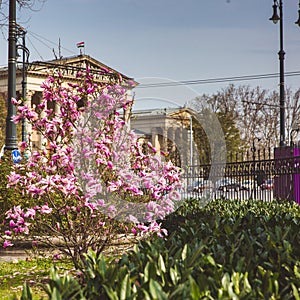 The building of Musem of Fine Art, Budapest
