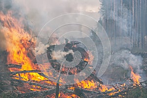 In the pine forest trees are burning