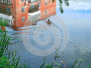 Building and sky reflects in water surface wish swimming duck