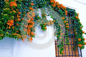 Building with traditional window decorated with fresh orange flowers. Spain, Nerja